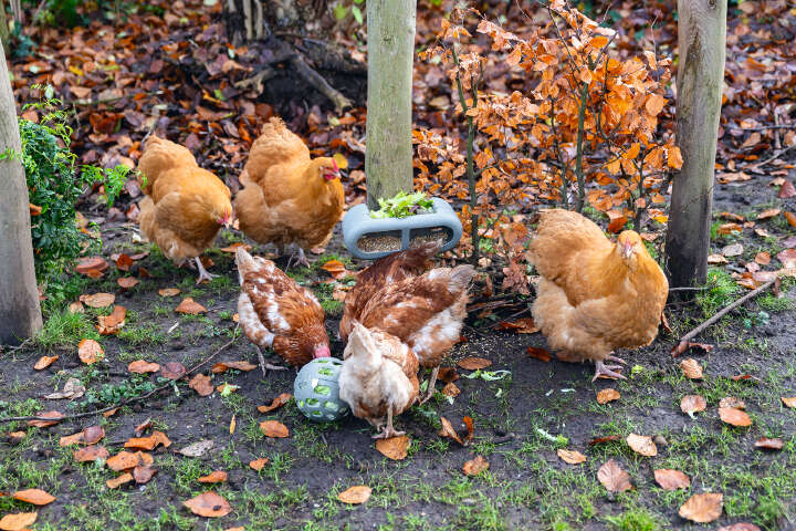 beeztees Hühner Feeder